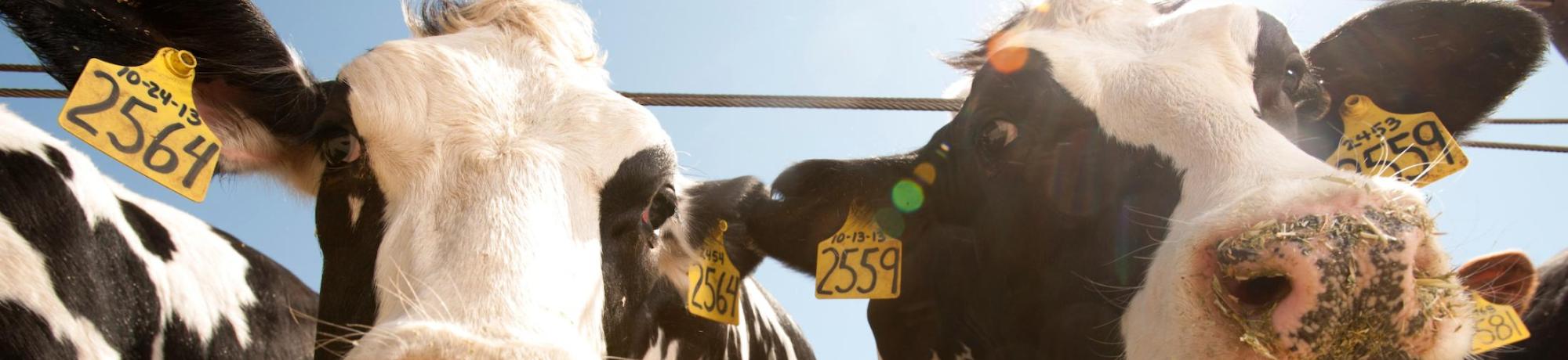 cow header