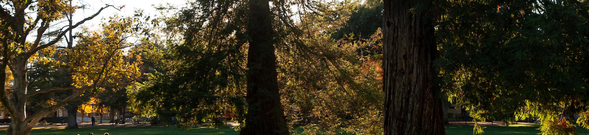 trees on the quad